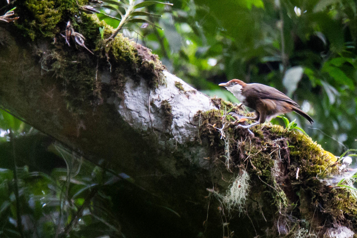 White-throated Mountain-Babbler - ML122795621