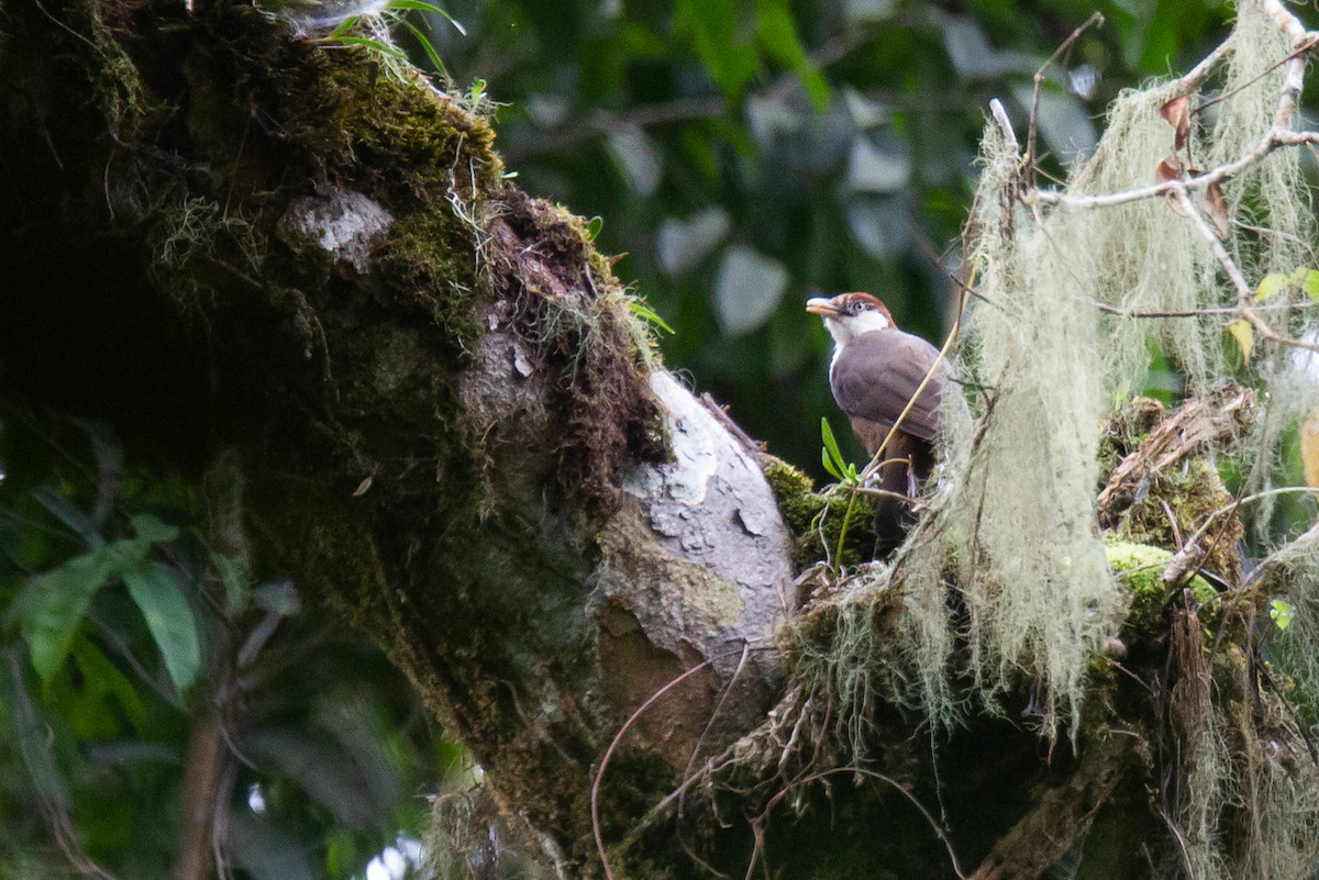 White-throated Mountain-Babbler - ML122795631