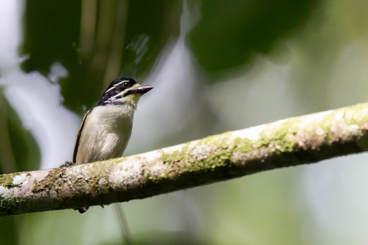 Yellow-throated Tinkerbird - ML122795791