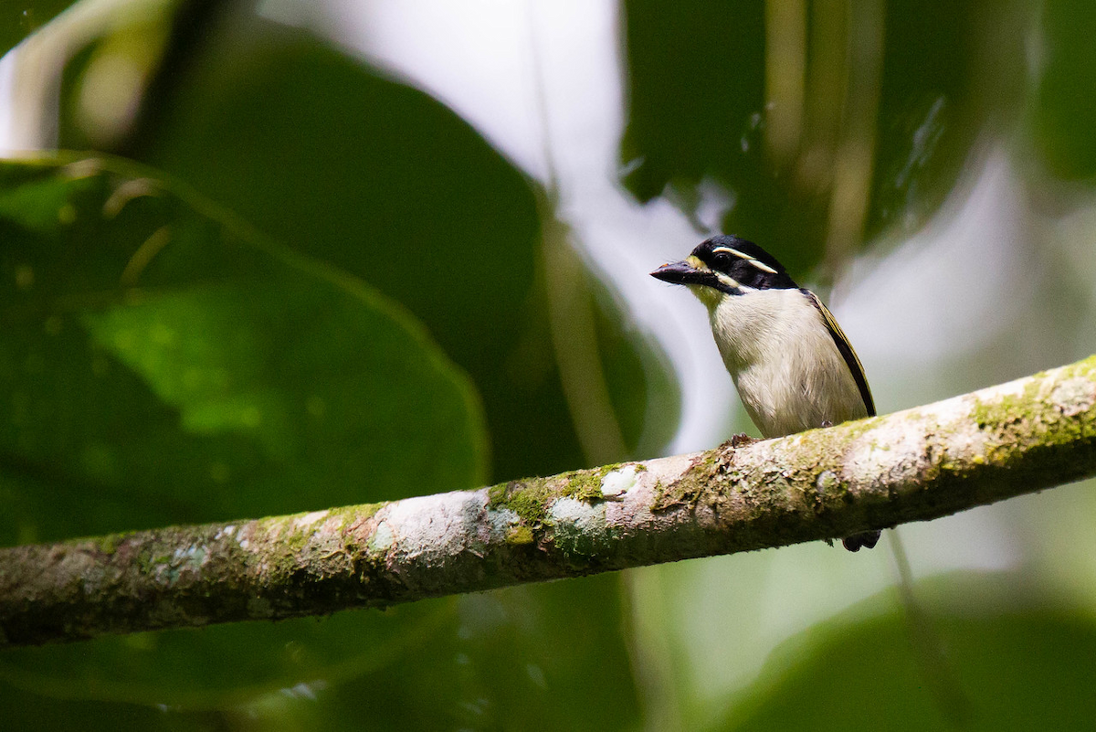 Yellow-throated Tinkerbird - ML122795801