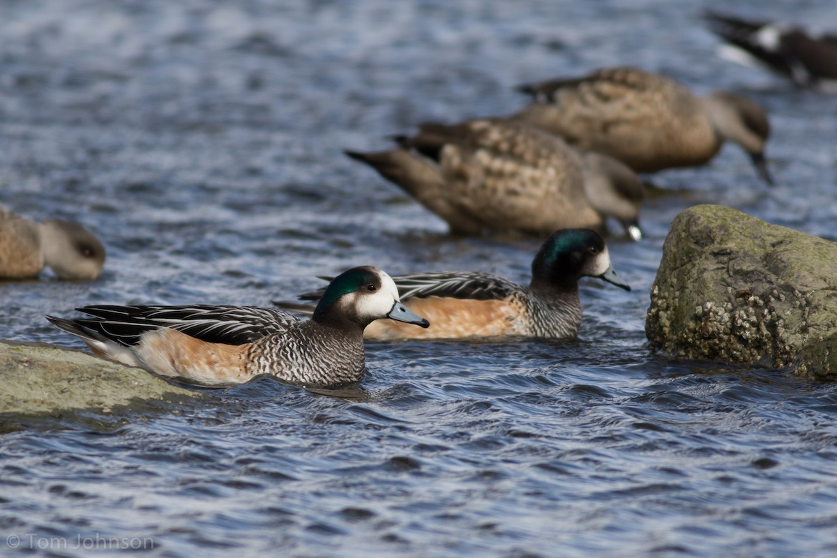 Chiloe Wigeon - Tom Johnson