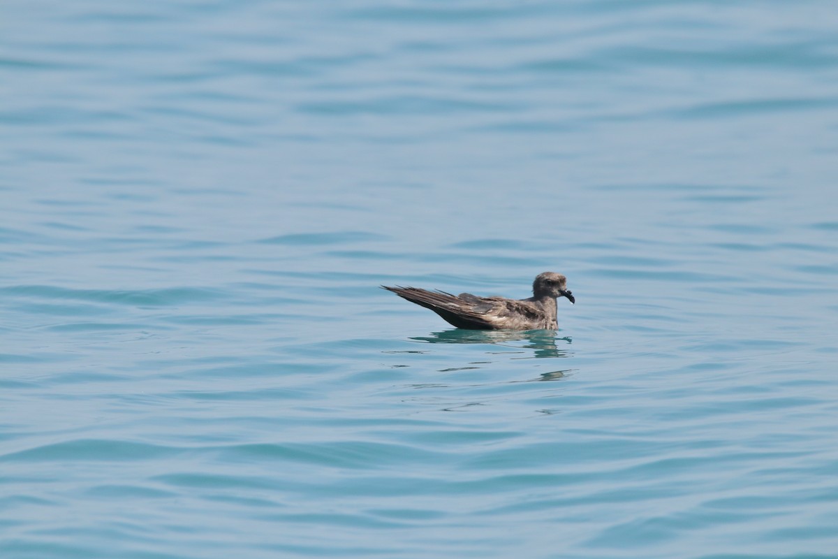 Swinhoe's Storm-Petrel - Harshith JV