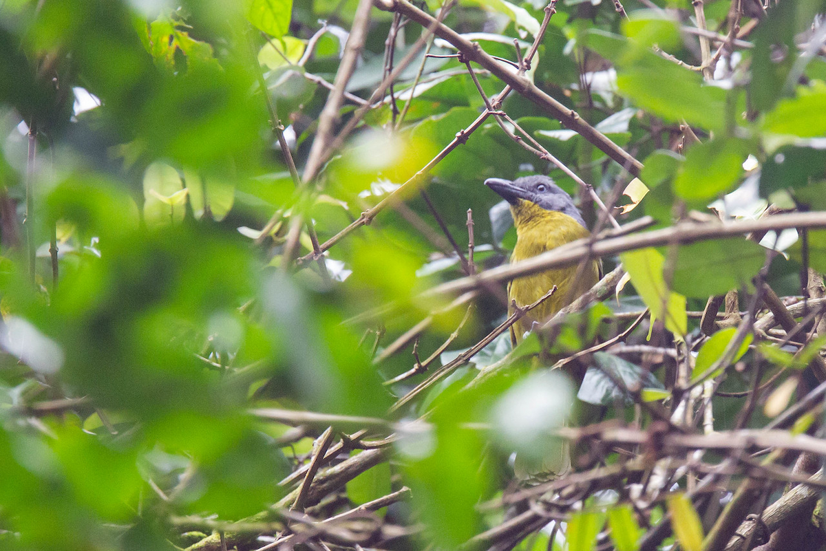 Green-breasted Bushshrike - ML122796861