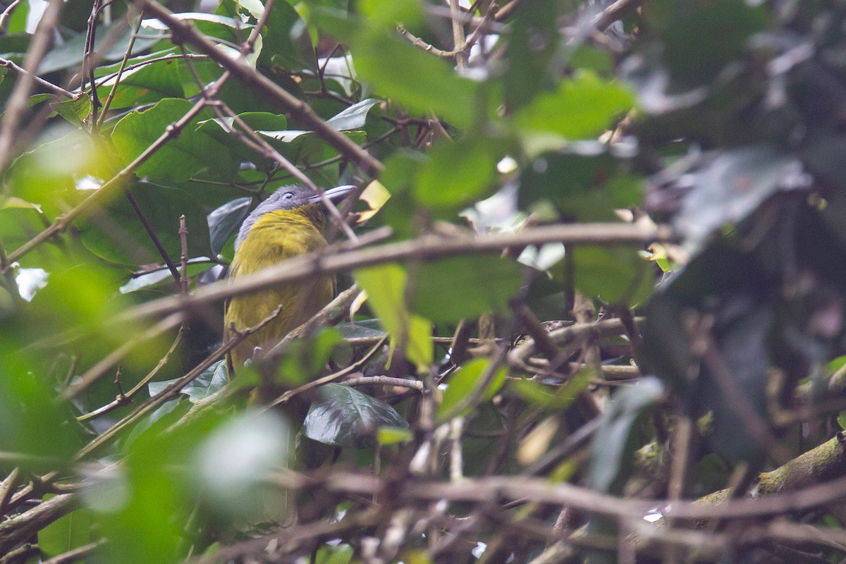 Green-breasted Bushshrike - ML122796871