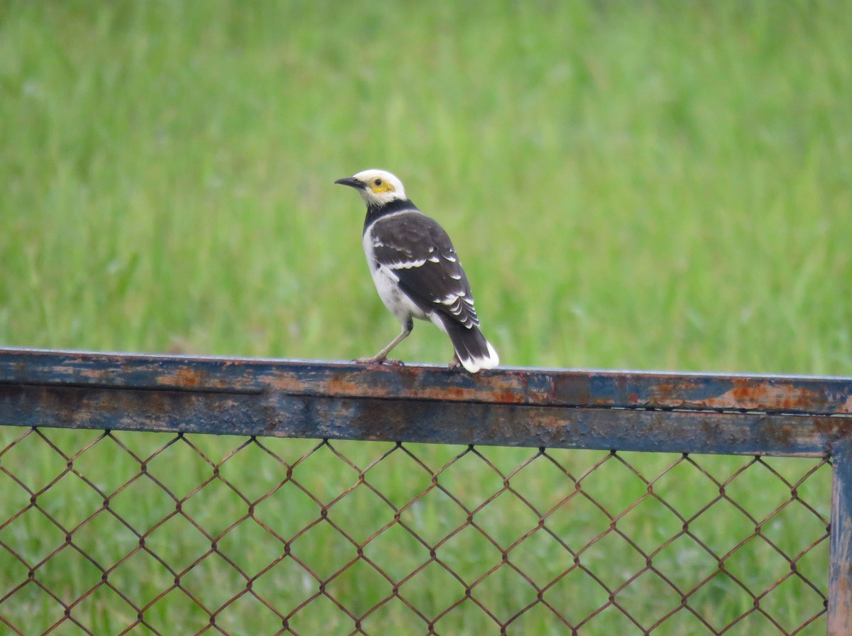 Black-collared Starling - ML122797721