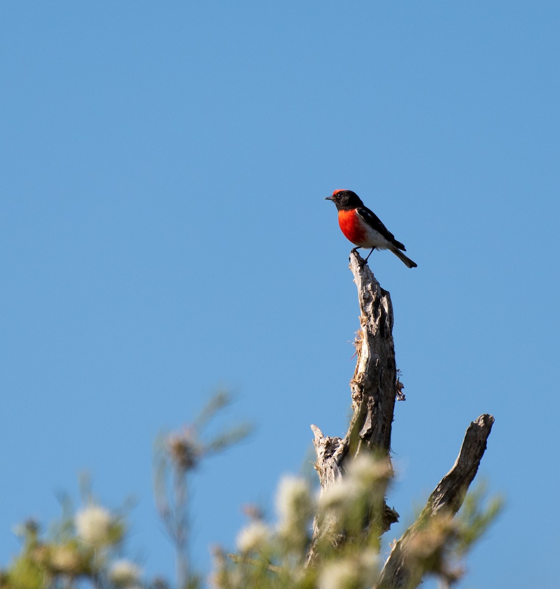 Red-capped Robin - ML122798611