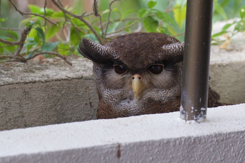 Barred Eagle-Owl - ML122799201