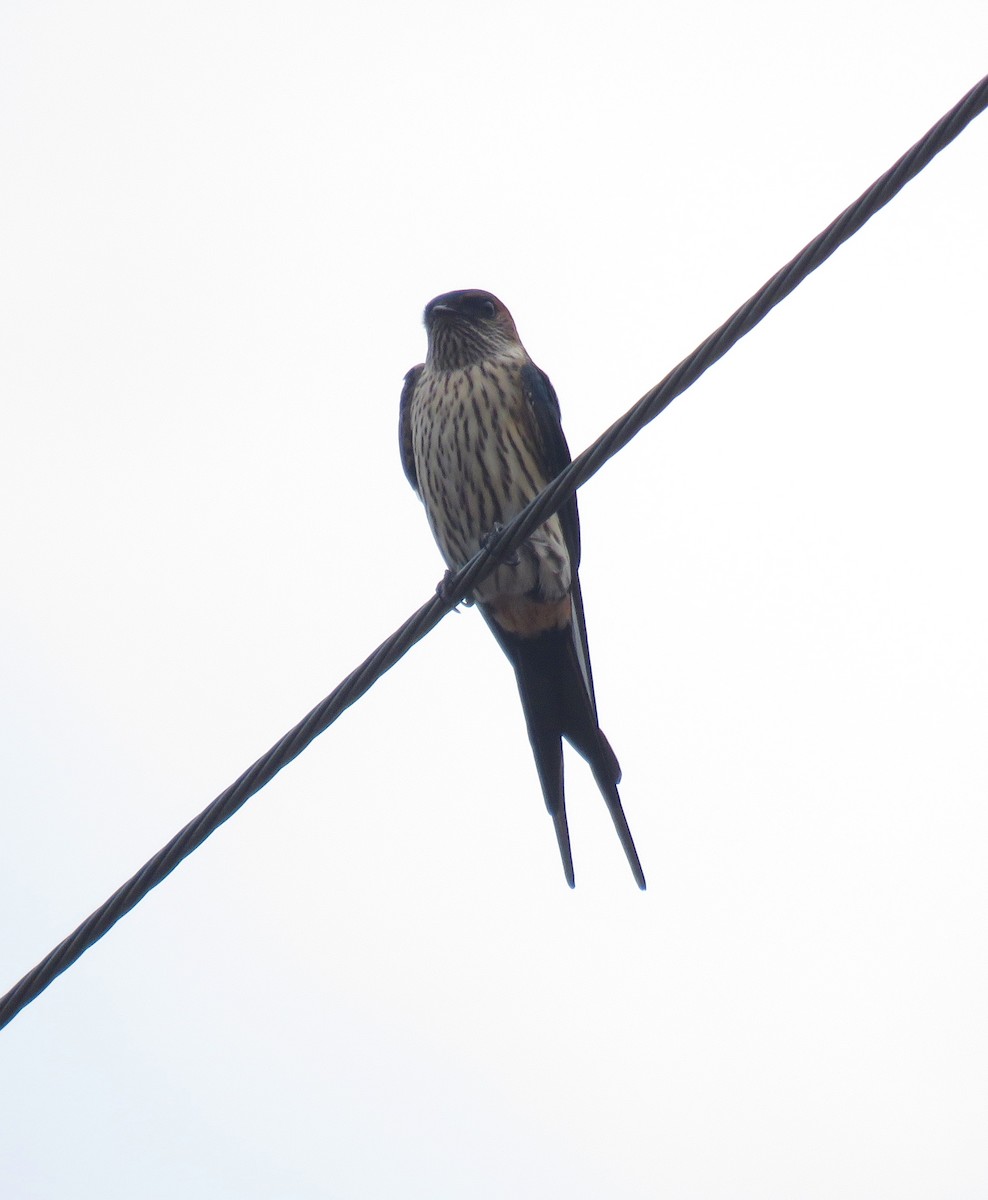 Eastern Red-rumped Swallow (Striated) - Paul Hyde