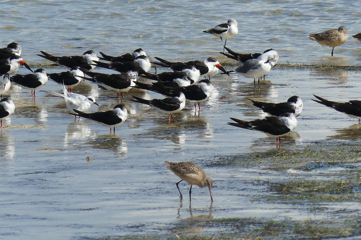 Avocette d'Amérique - ML122801701