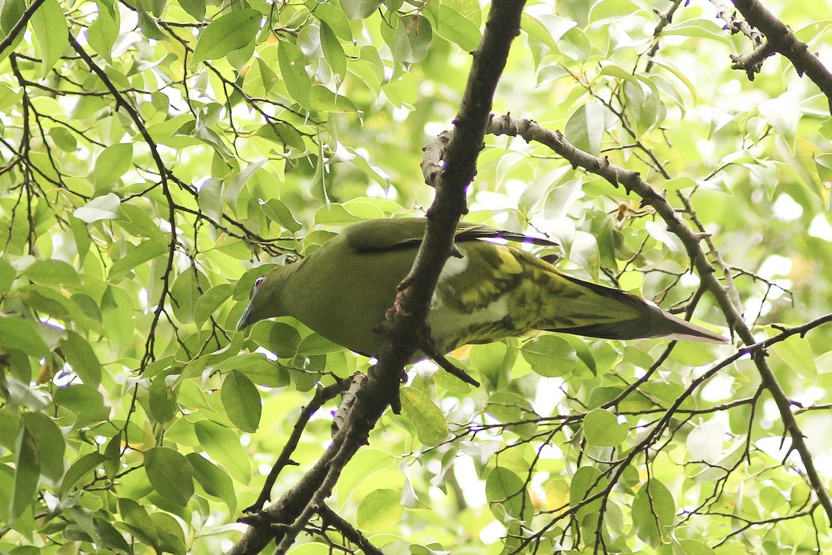 Yellow-vented Green-Pigeon - Krit Adirek