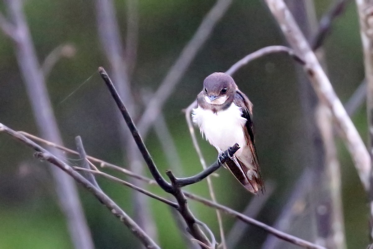 Barn Swallow - ML122803441