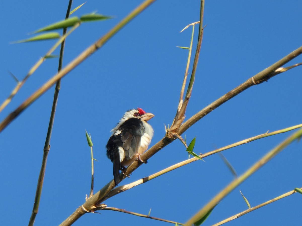 Black-backed Barbet - ML122803711