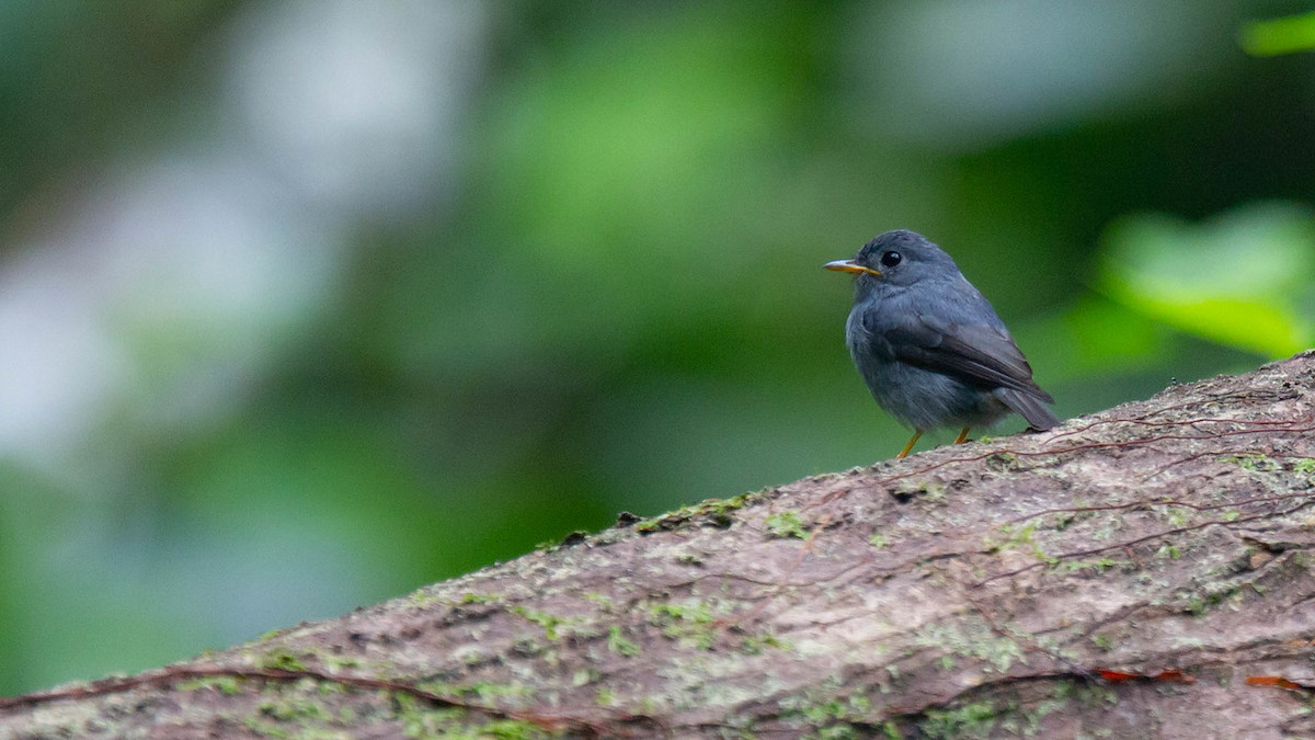 Yellow-footed Flycatcher - Robert Tizard