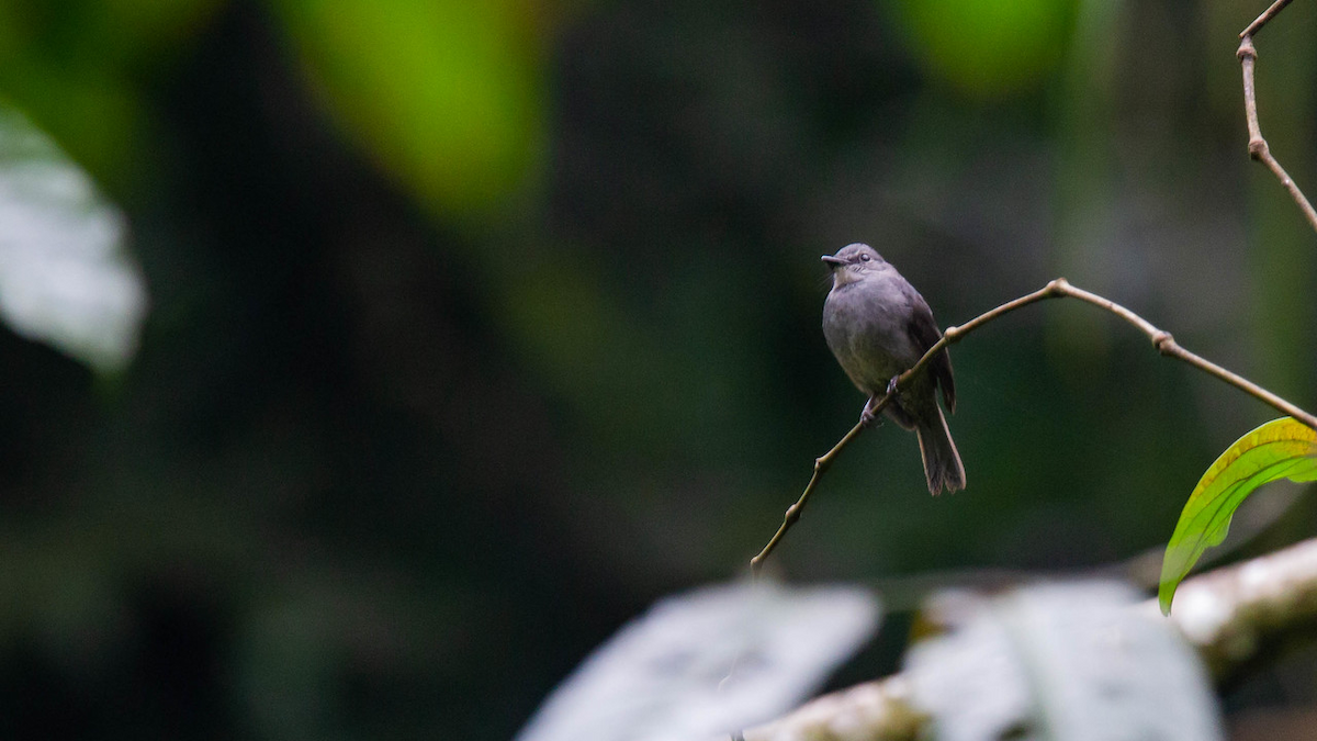 Dusky-blue Flycatcher - ML122803761