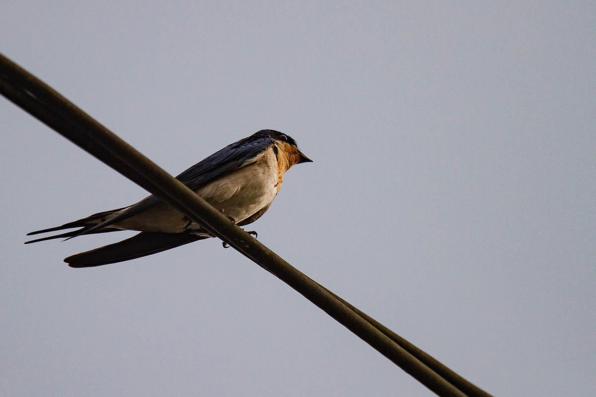 Ethiopian Swallow - Robert Tizard