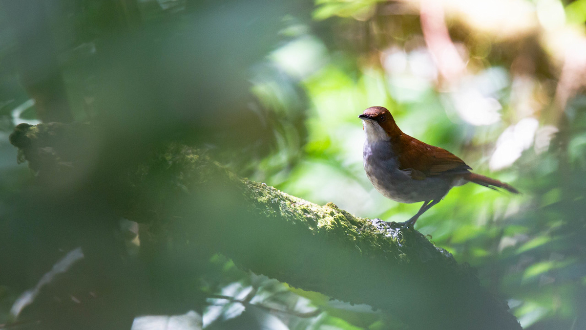 Gray-chested Babbler - Robert Tizard