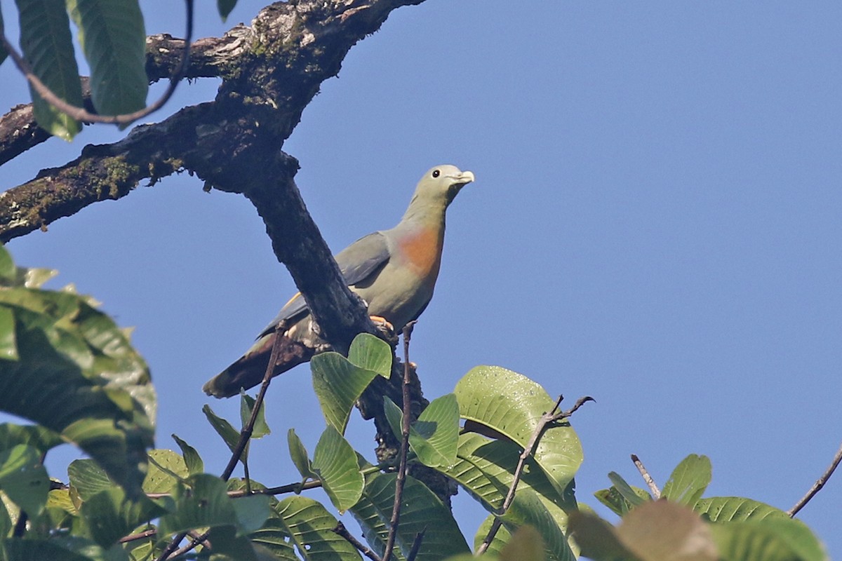 Large Green-Pigeon - Charley Hesse • Naturally Adventurous Podcast