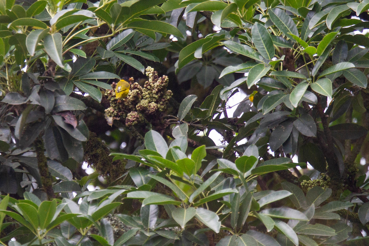 Oriole Finch - ML122804831