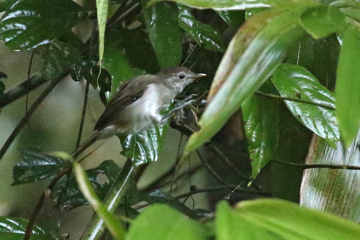 Sooty-capped Babbler - ML122804861