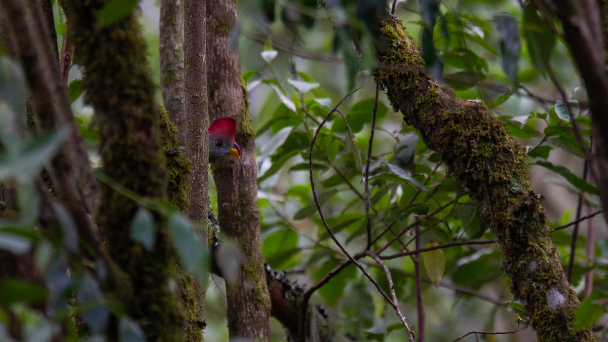 Touraco doré - ML122804871