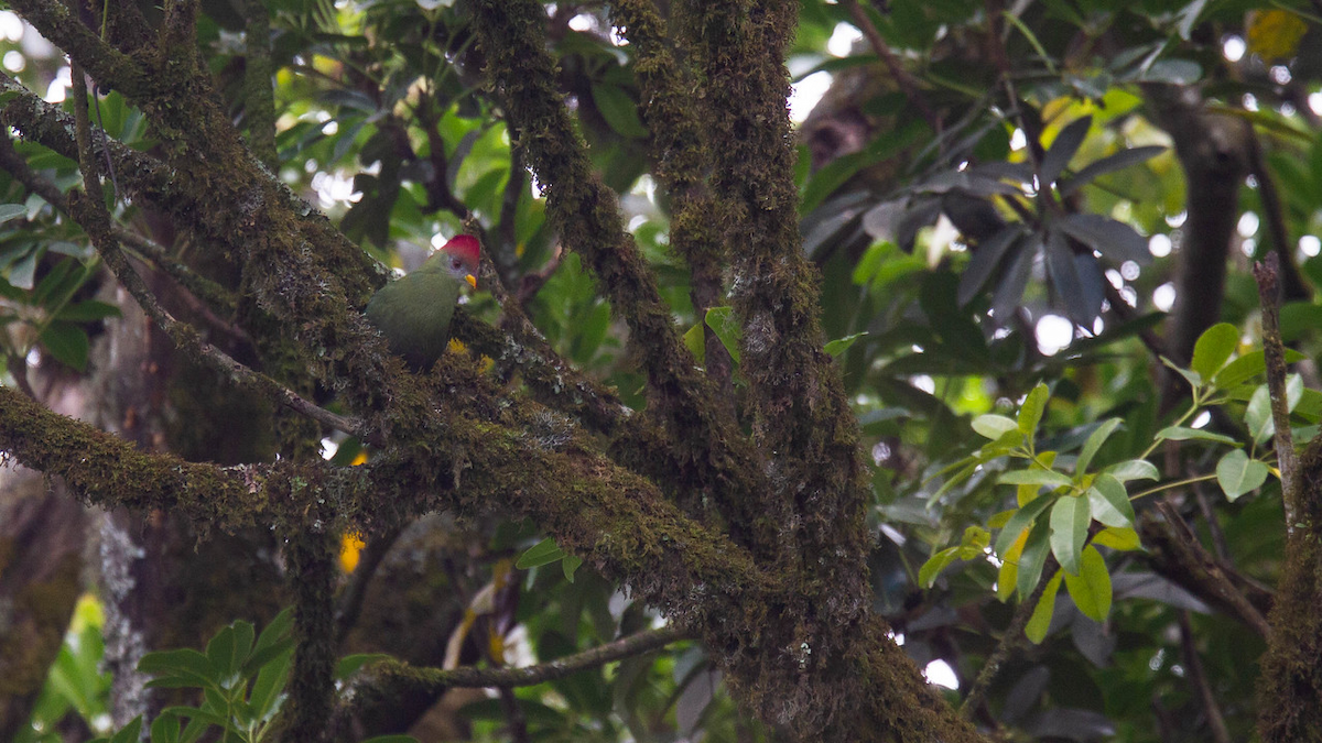 Touraco doré - ML122804881