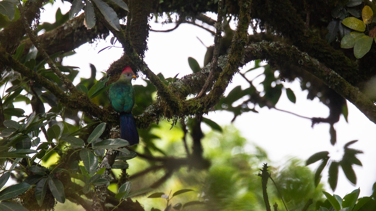 Touraco doré - ML122804891