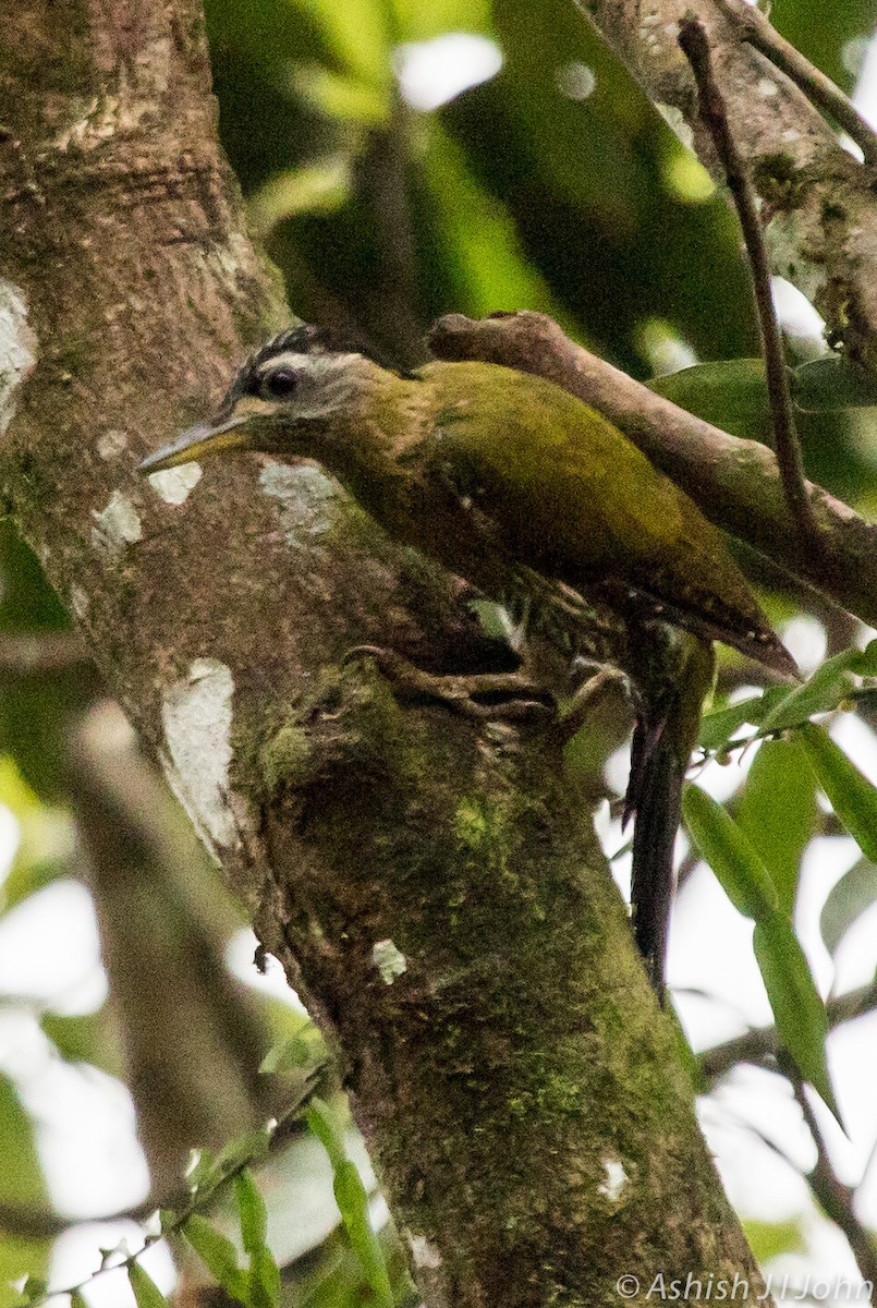 Streak-breasted Woodpecker - Ashish John