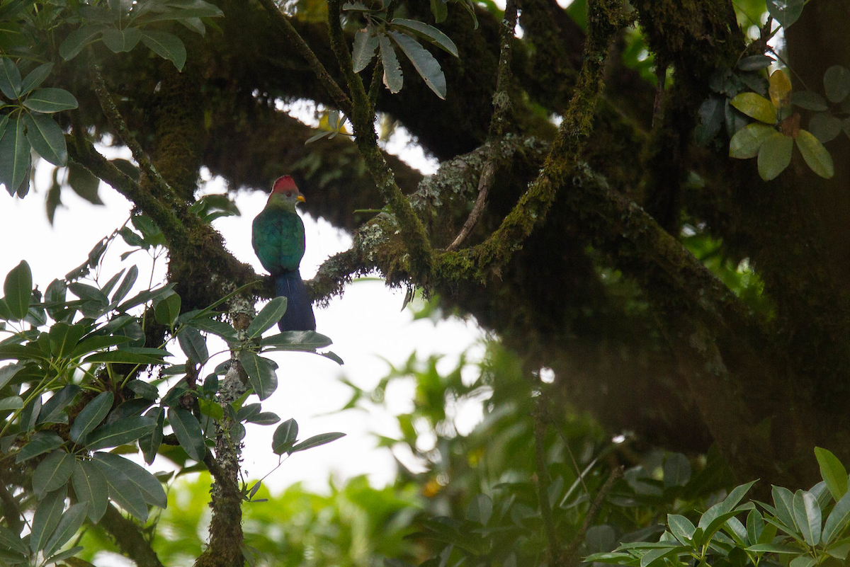 Touraco doré - ML122804911