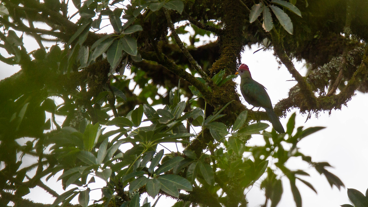 Touraco doré - ML122804921