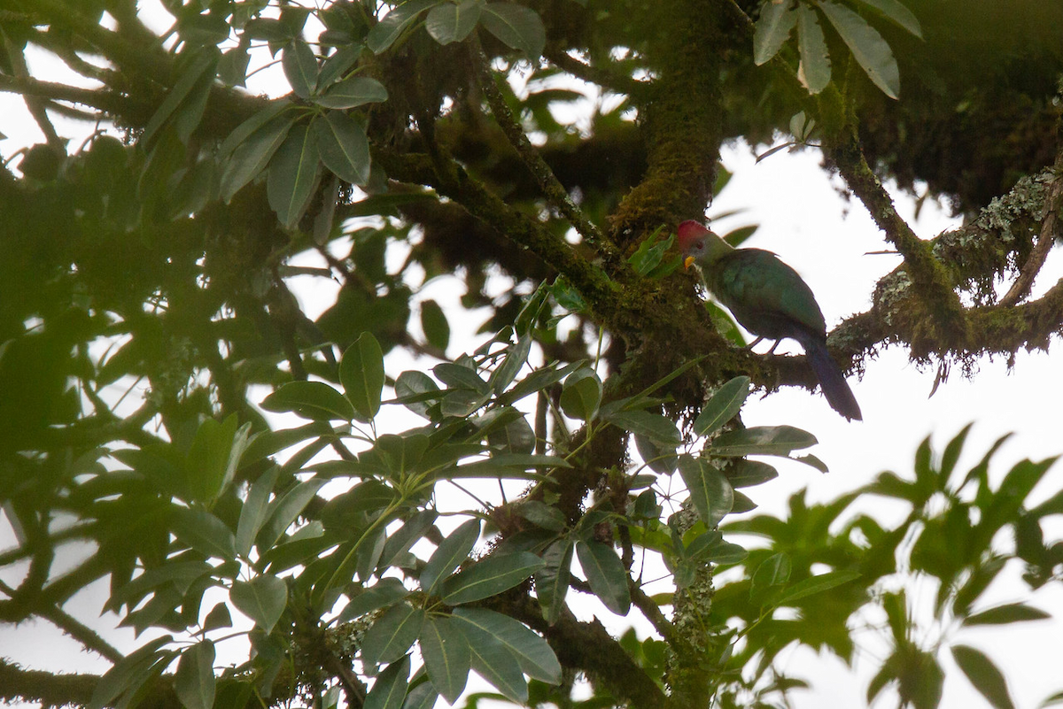 Turaco de Bannerman - ML122804951