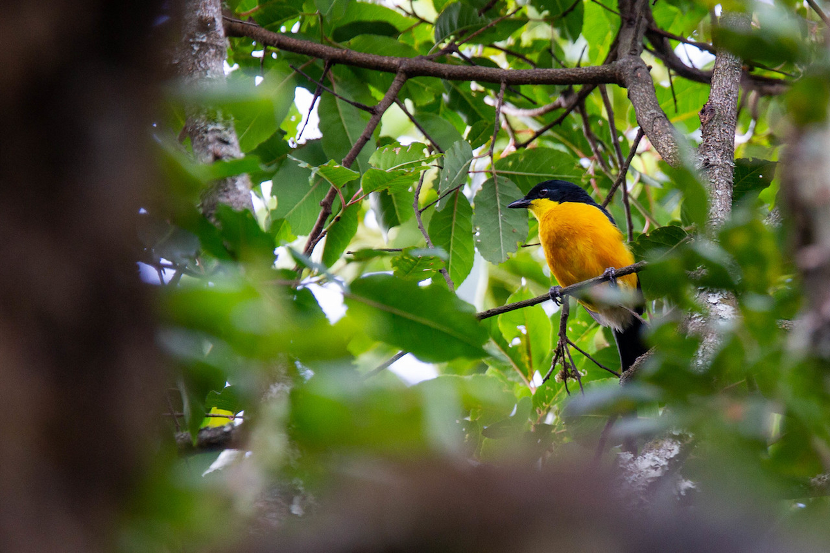 Yellow-breasted Boubou - ML122805331