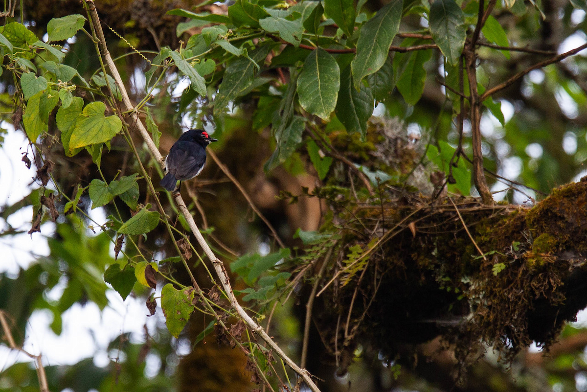 Banded Wattle-eye - ML122805441