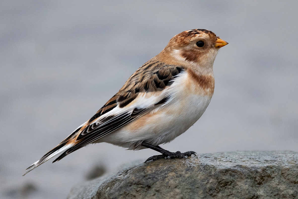Snow Bunting - ML122808981