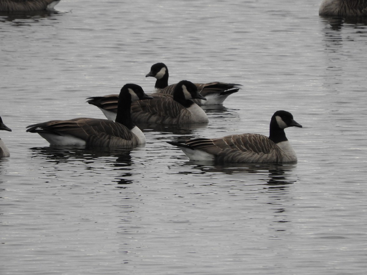 Cackling Goose - Eric Damour