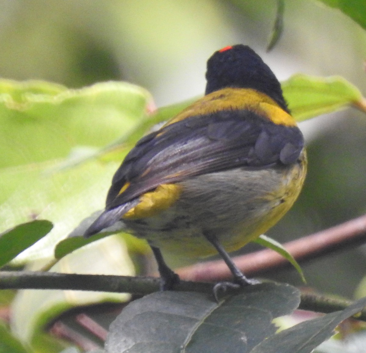 Scarlet-breasted Flowerpecker - Michael Grunwell