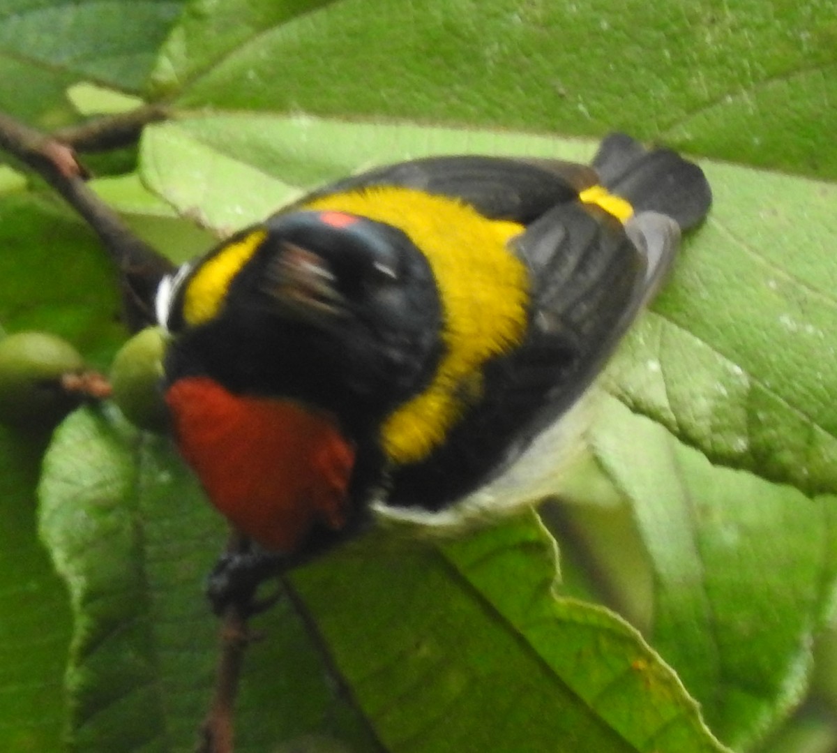 Scarlet-breasted Flowerpecker - Michael Grunwell