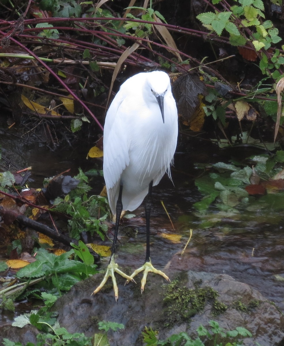 Little Egret - ML122811051