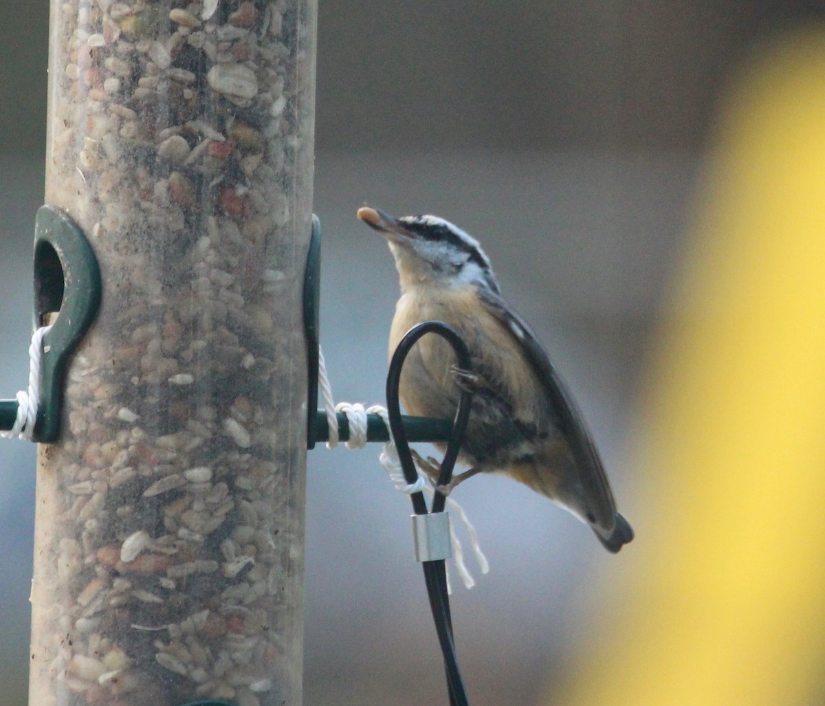 Red-breasted Nuthatch - ML122811611