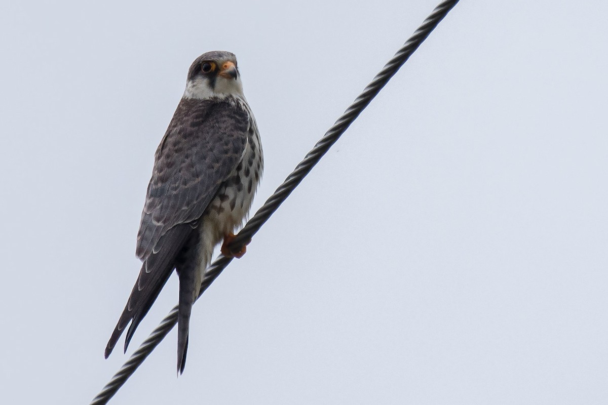 Amur Falcon - ML122811691