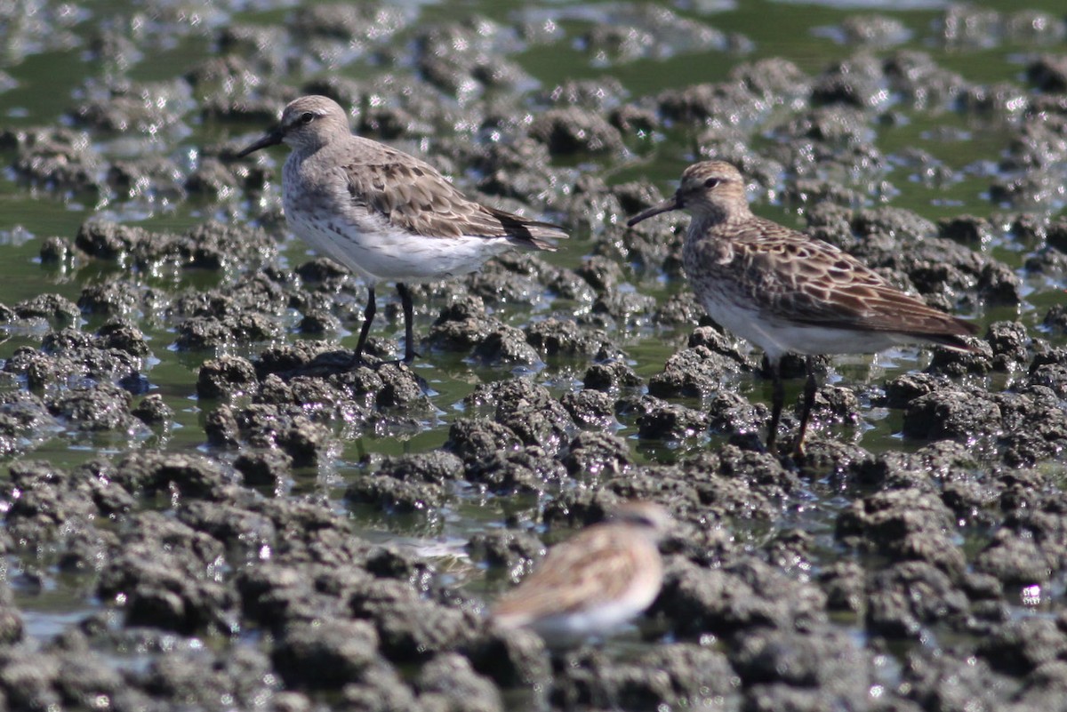 White-rumped Sandpiper - Michael Todd