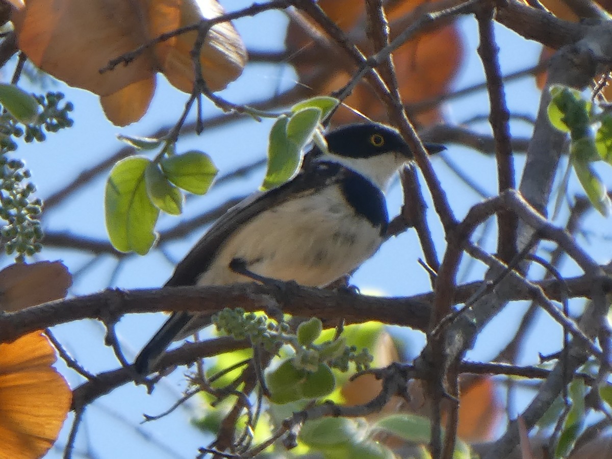 Chinspot Batis - ML122812101