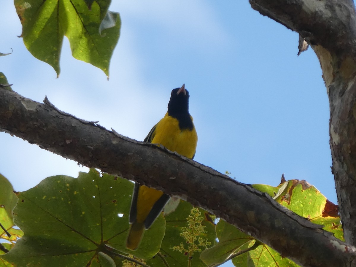 African Black-headed Oriole - ML122813781