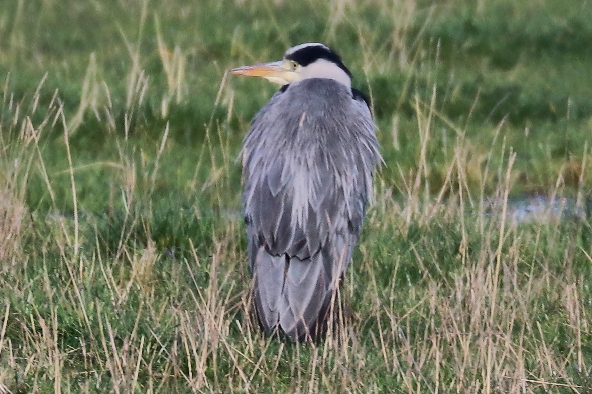 Gray Heron - Bruce Kerr