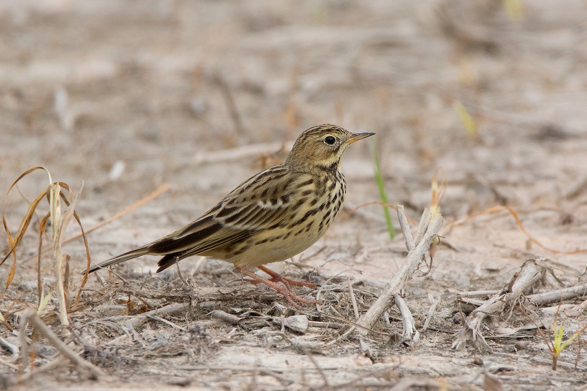 Red-throated Pipit - ML122815031