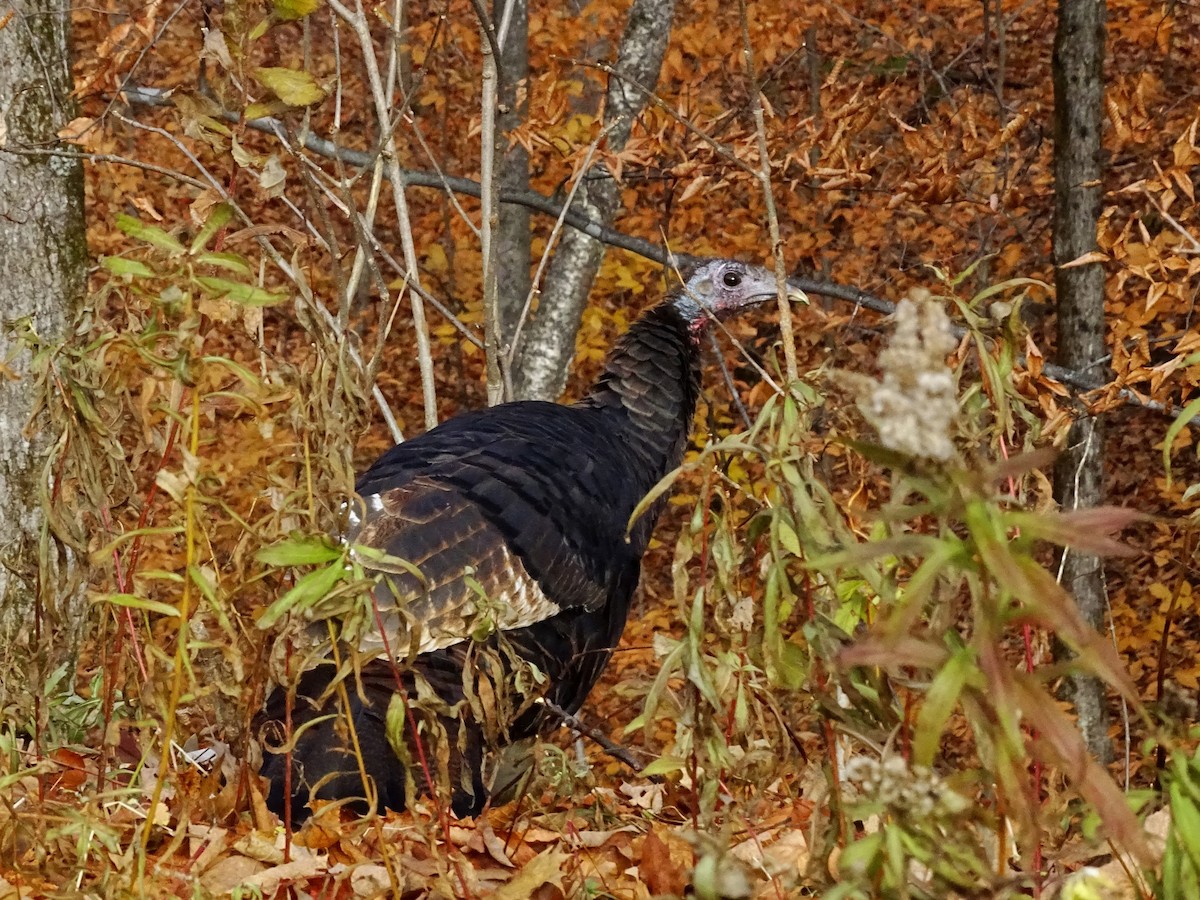 Wild Turkey - ML122815331