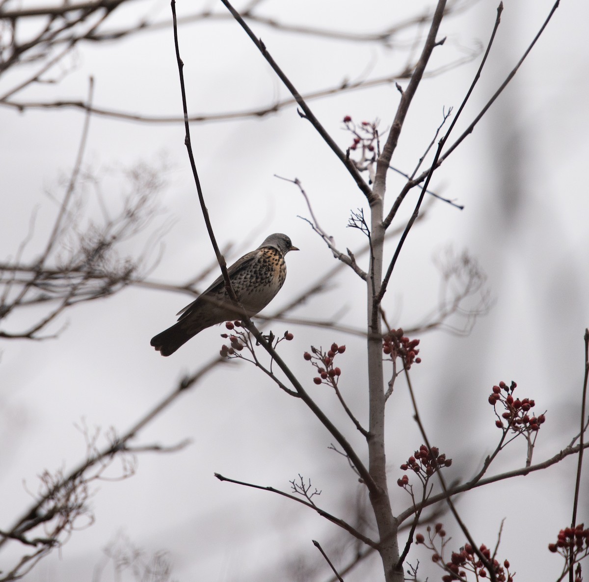 Fieldfare - ML122815551