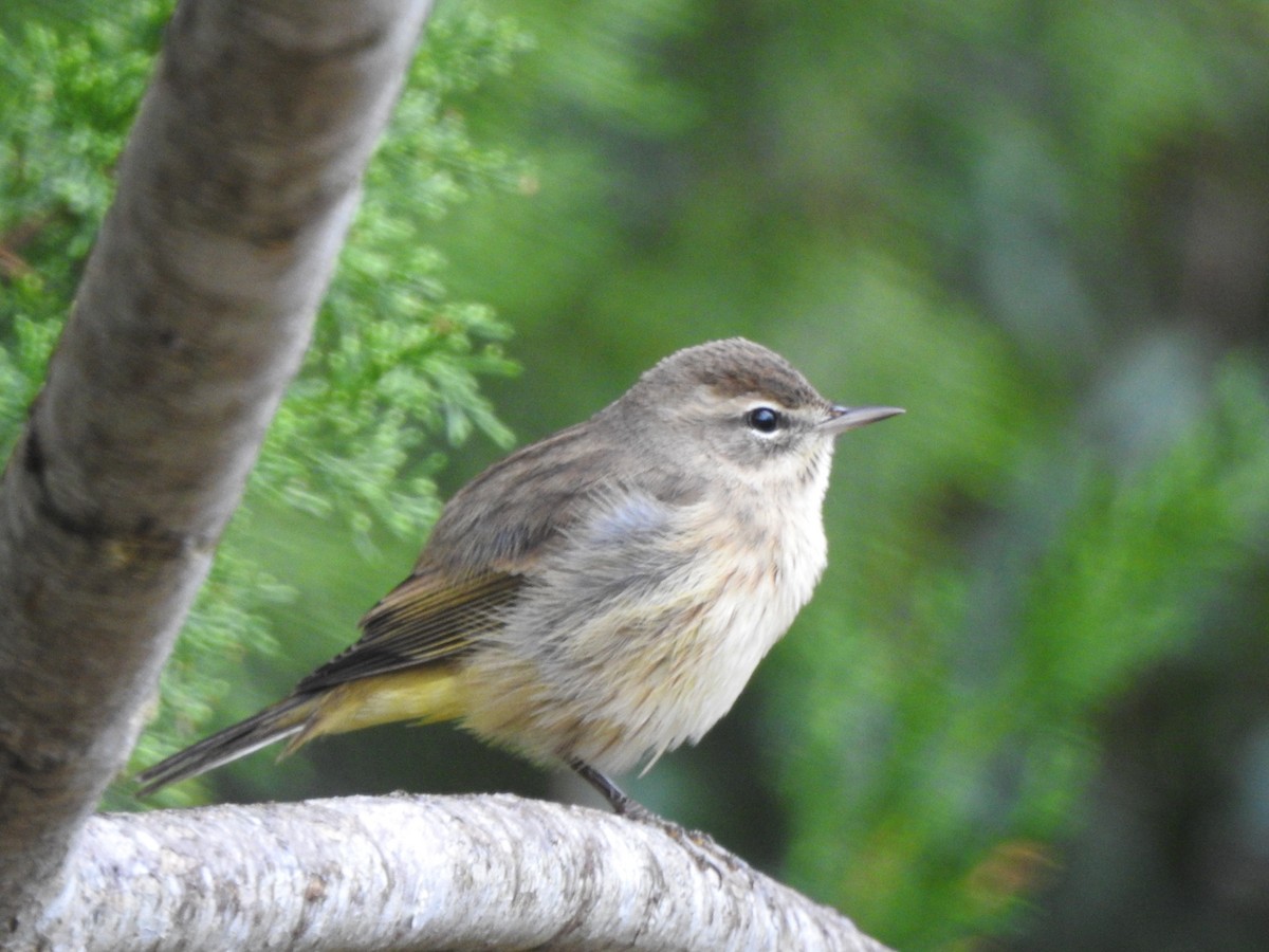 Palm Warbler - ML122816221