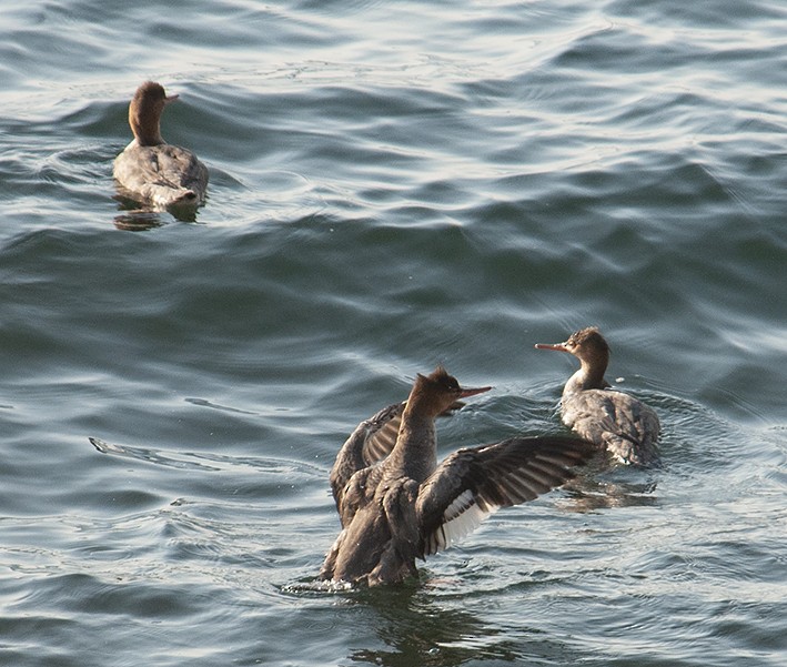 Red-breasted Merganser - ML122818091