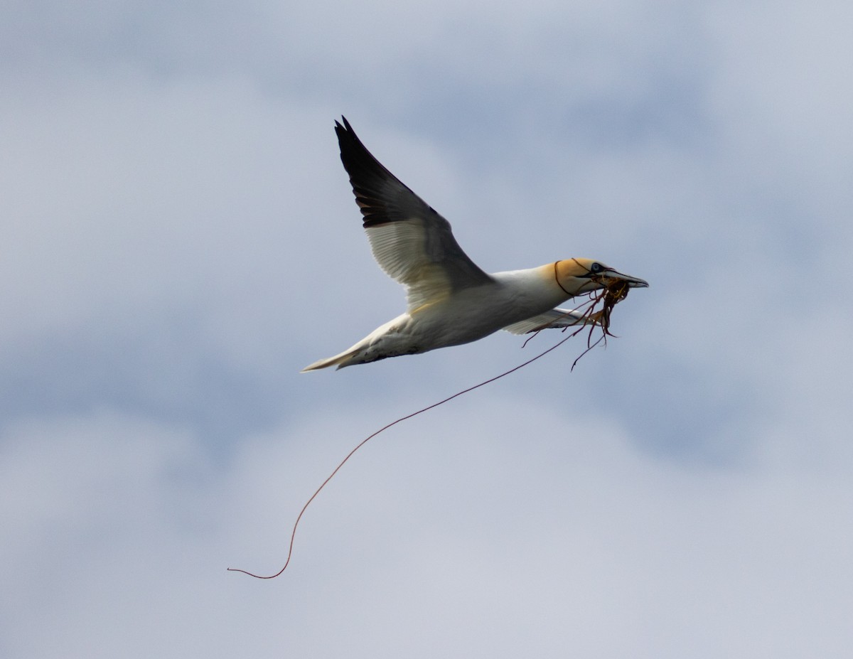 Northern Gannet - Mhairi McFarlane