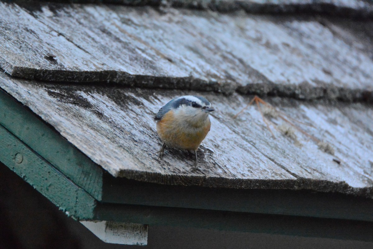 Red-breasted Nuthatch - ML122819471